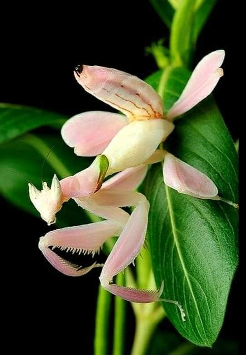 orchid mantis.png