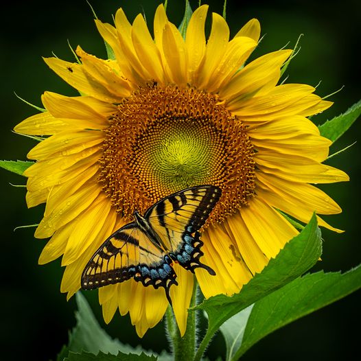 Sunflower and Tiger Swallowtail.jpg