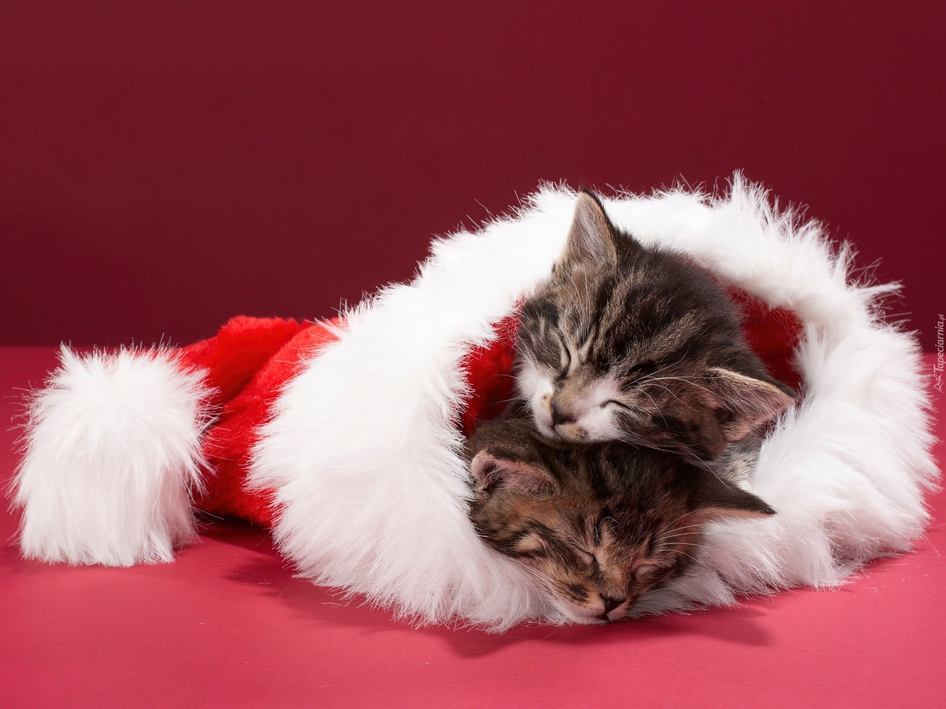 xmas cats.jpg