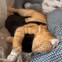 kitten cuddles.gif