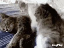 cat cuddles.gif